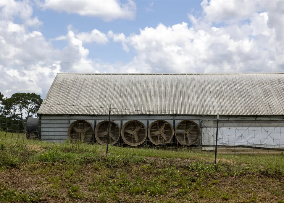Large-Scale Farm Standby-Power Delivery Case